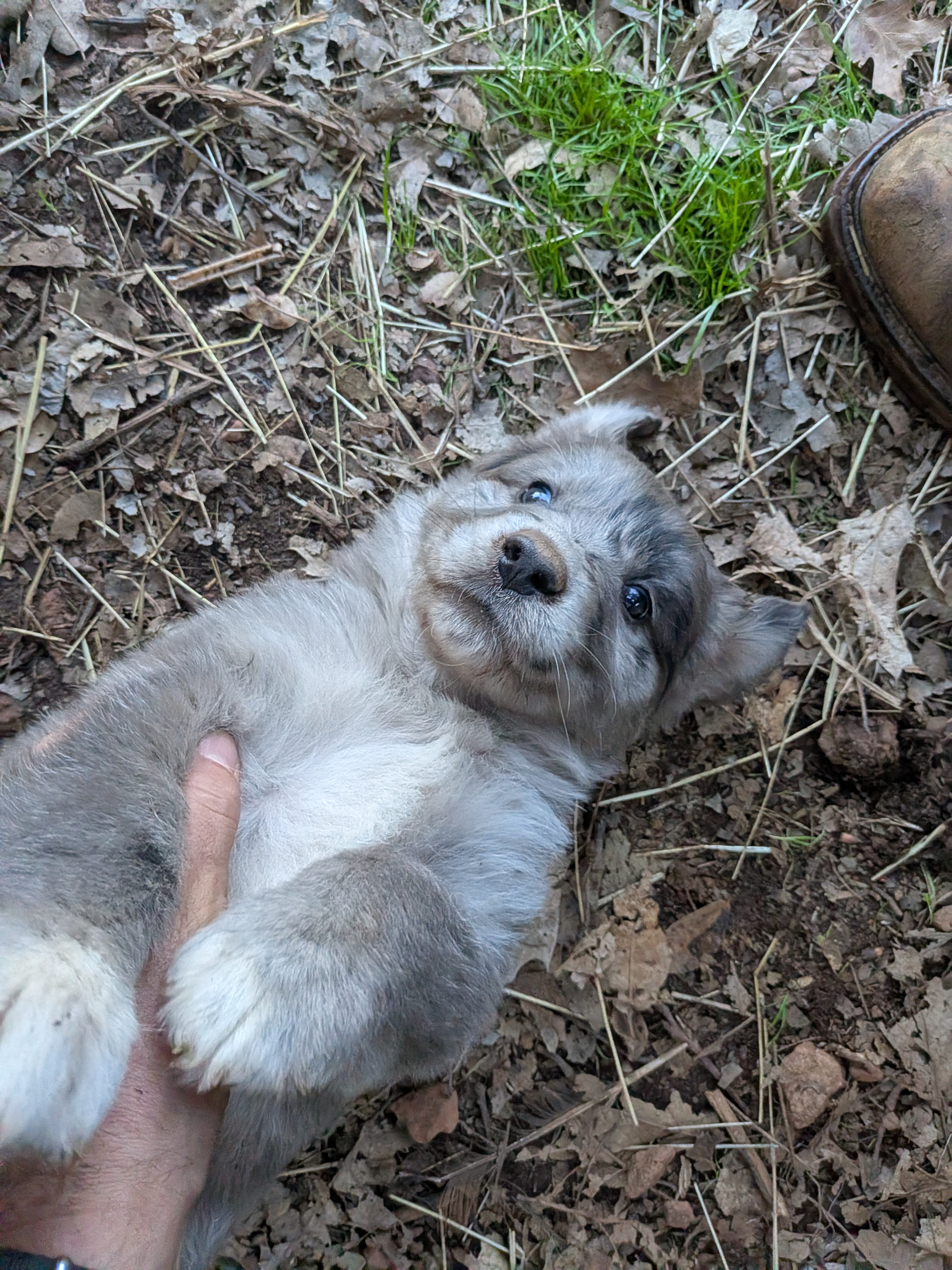 A gray livestock guardian puppy resting on its back among leaf litter and new grass in the California foothills.